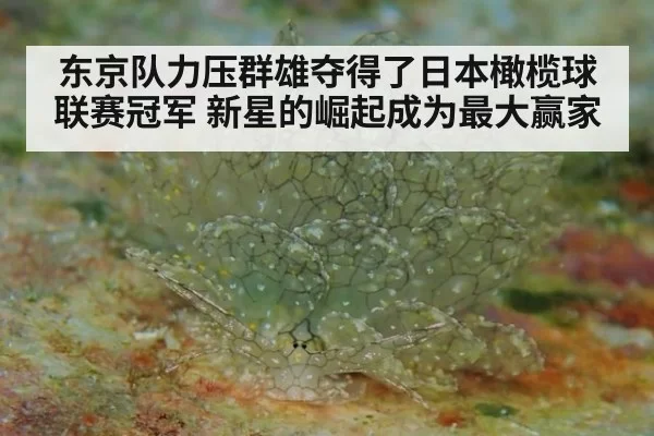 东京队力压群雄夺得了日本橄榄球联赛冠军 新星的崛起成为最大赢家